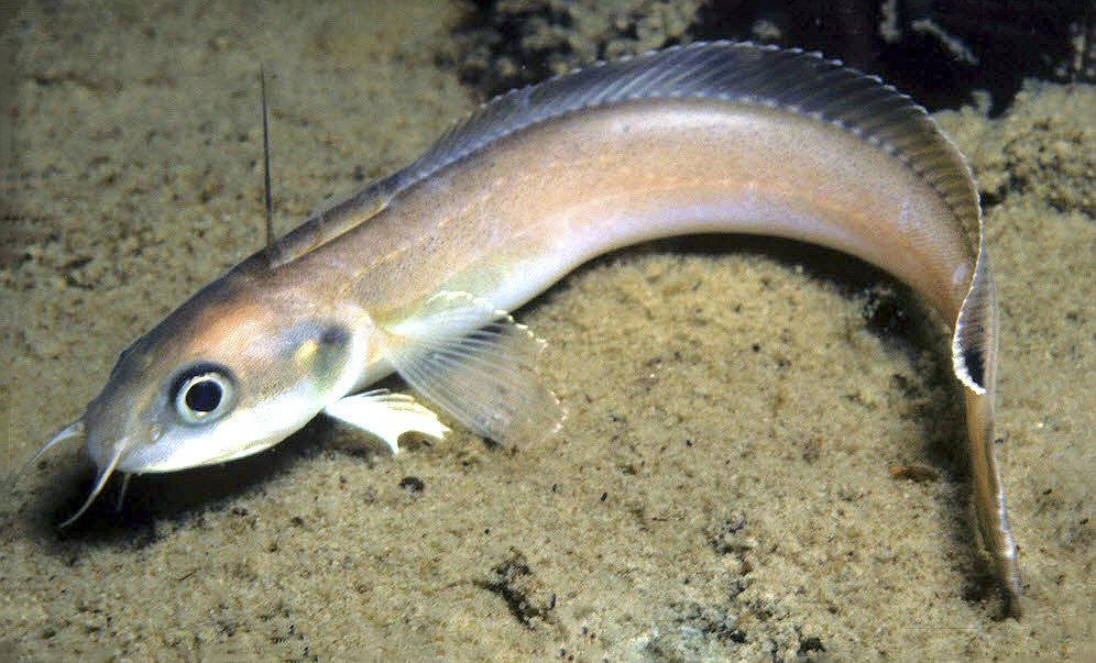 Enchelyopus cimbrius_07